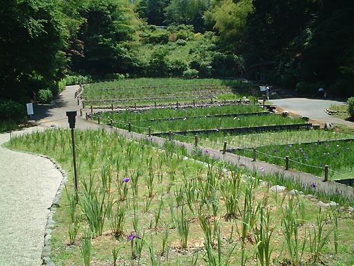 卯辰山　花菖蒲園 の写真(81) 2002年06月01日