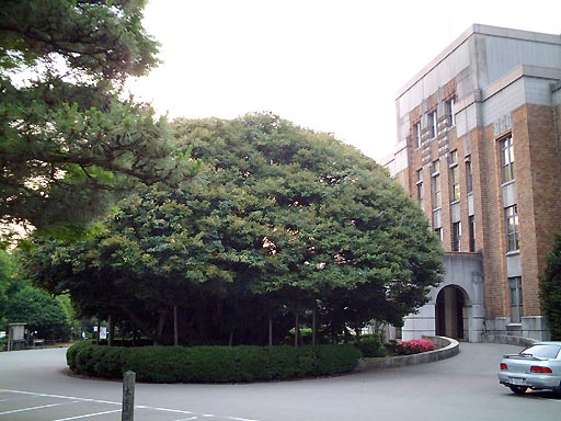/guide/gazo512/gazo20020607/shiinoki087.jpg 堂形のシイの木 の写真(81) 2002年06月07日