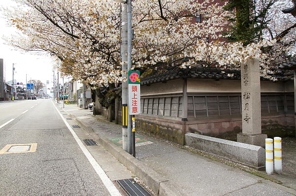 松月寺のサクラ の写真(14) 2013年04月14日