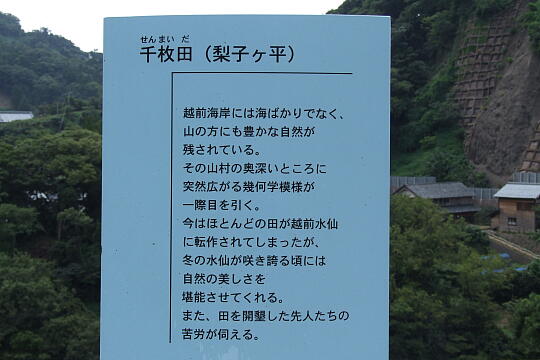 /pref-fukui/echizentown/g070902/senmaidaDSCF8738.JPG 梨子ケ平 千枚田 の写真(85) 2007年09月02日