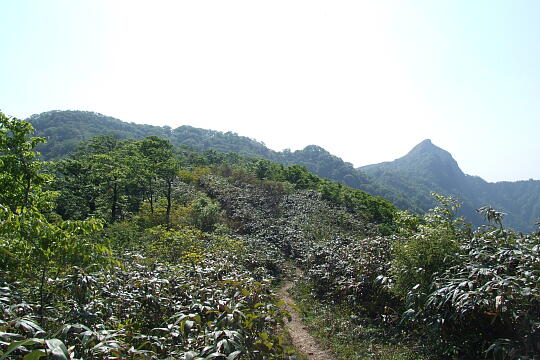 /pref-fukui/ikeda/g080518/kanmuriyamaDSCF0243.JPG 林道冠山線 冠山 の写真(81) 2008年05月18日