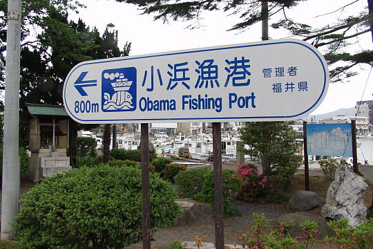 /pref-fukui/obama/g050605/obama-gyokoP6053848.JPG 小浜漁港 の写真(81) 2005年06月05日