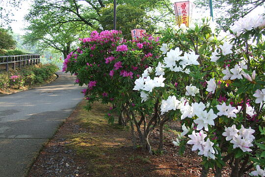 西山公園 さばえつつじまつり（３） の写真(80) 2007年05月03日