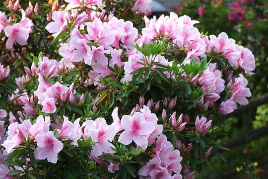 /pref-fukui/sabae/g070503/nishiyamakoen-hDSCF5624.JPG 西山公園 その他 の写真(84) 2007年05月03日