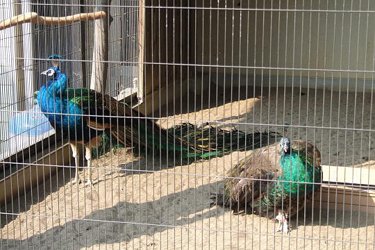 /pref-fukui/sabae/g070503/nishiyamakoen-zDSCF5707.JPG 鯖江市西山動物園 の写真(82) 2007年05月03日