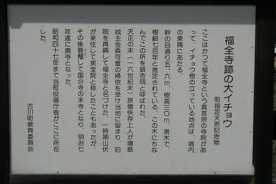 /pref-gifu/hida/g050505/ichoP5052447.JPG 福全寺跡の大イチョウ の写真(81) 2005年05月05日