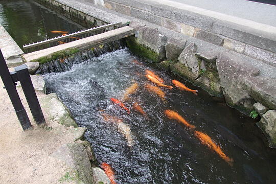 瀬戸川と白壁土蔵街（１） の写真(82) 2007年09月23日