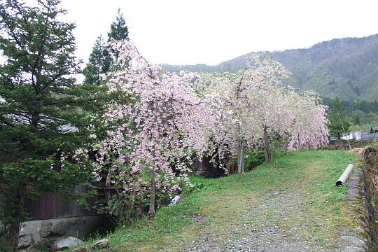 /pref-gifu/okuhida/g080505/mukashibanashinosatoDSCF9838.JPG 昔ばなしの里 の写真(82) 2008年05月05日