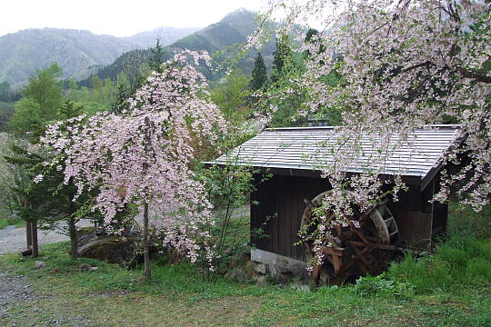 /pref-gifu/okuhida/g080505/mukashibanashinosatoDSCF9863.JPG 昔ばなしの里 の写真(85) 2008年05月05日