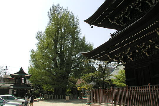/pref-gifu/takayama/g050505/ichoP5052367.JPG 飛騨国分寺の大イチョウ の写真(81) 2005年05月05日