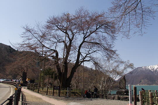 荘川桜 の写真(88) 2006年05月03日