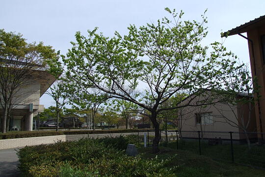 /pref-ishikawa/wajima/g070429/shogawa-sakura4886.JPG 荘川桜・荘川七郎 の写真(82) 2007年04月29日