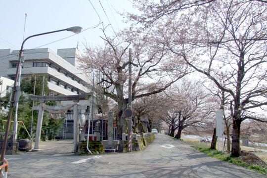 /pref-toyama/nanto/g080406/fukumitsu-yakubaDSCF8102.JPG 〔福光〕南砺市役所福光庁舎 の写真(84) 2008年04月06日