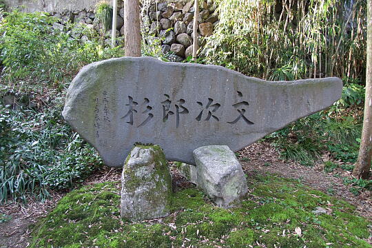 /pref-toyama/nanto/g080406/jo-kawashimachikuDSCF8416.JPG 〔城端〕川島地区・文次郎杉 の写真(84) 2008年04月06日