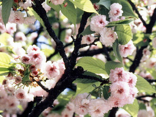 /sv-kenroku/gazo512/gazo020000/ken-kikuzakura1001.jpg