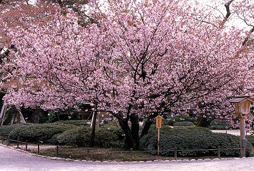 /sv-kenroku/gazo512/gazo020000/ken-kumagaizakura1001.jpg
