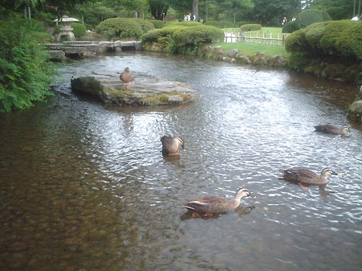 /sv-kenroku/gazo512/gazo020811/ken-gankobashi001.jpg