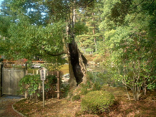/sv-kenroku/gazo512/gazo021124/ken-haseike678.jpg