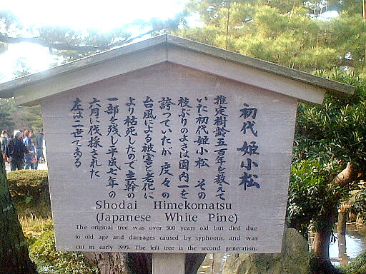 /sv-kenroku/gazo512/gazo021124/ken-himekomatsu625.jpg