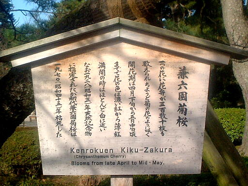 /sv-kenroku/gazo512/gazo021124/ken-kikuzakura584.jpg