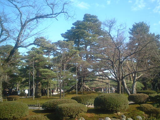 /sv-kenroku/gazo512/gazo021124/ken-neagarinomatsu579.jpg