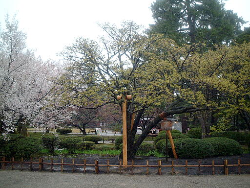 /sv-kenroku/gazo512/gazo030412/ken-kikuzakura4986.jpg