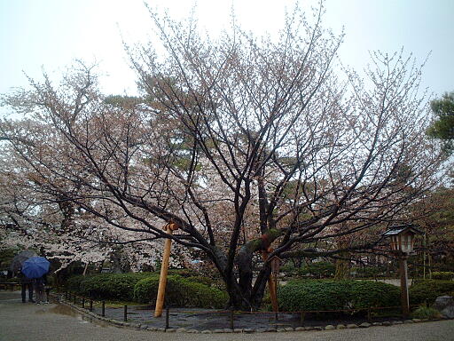 /sv-kenroku/gazo512/gazo030412/ken-kumagaisakura4977.jpg