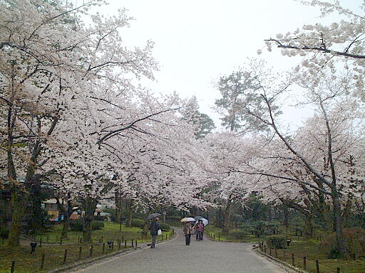 /sv-kenroku/gazo512/gazo030412/ken-sakuragaoka4965.jpg