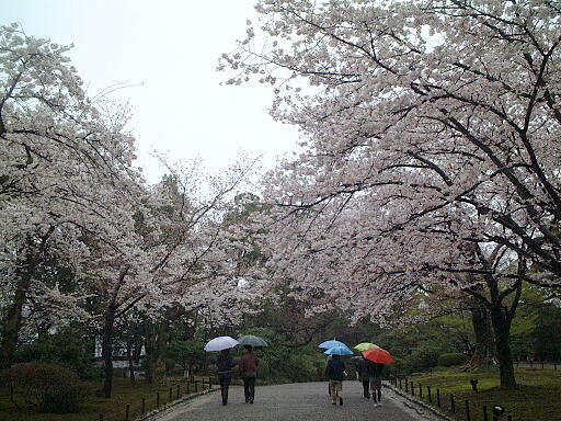 /sv-kenroku/gazo512/gazo030412/ken-sakuragaoka4967.jpg