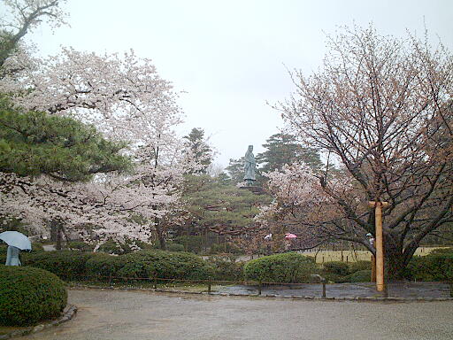 /sv-kenroku/gazo512/gazo030412/ken-yamatozo4976.jpg