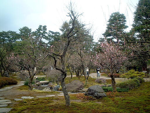 /sv-kenroku/gazo512/gazo040403/ken-bairin8134.jpg