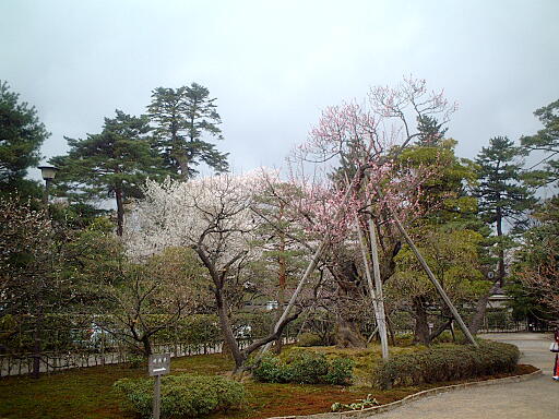 /sv-kenroku/gazo512/gazo040403/ken-bairin8136.jpg
