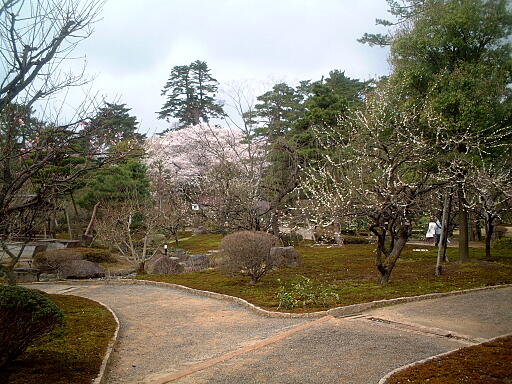 /sv-kenroku/gazo512/gazo040403/ken-bairin8138.jpg