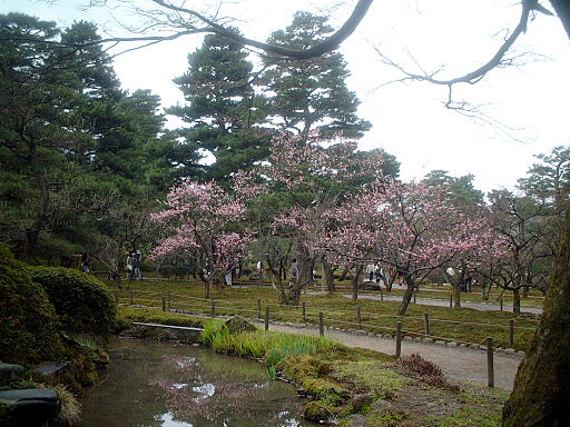 /sv-kenroku/gazo512/gazo040403/ken-bairin8170.jpg