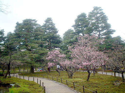 /sv-kenroku/gazo512/gazo040403/ken-bairin8173.jpg