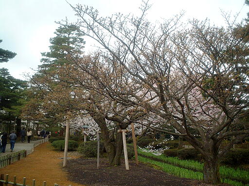 /sv-kenroku/gazo512/gazo040403/ken-kikuzakura8148.jpg