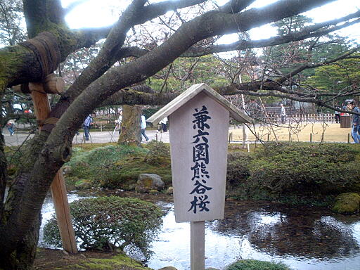 /sv-kenroku/gazo512/gazo040403/ken-kumagaizakura8152.jpg