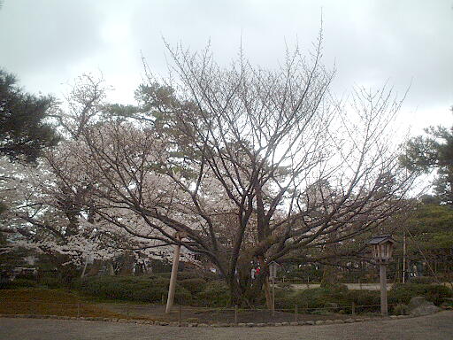 /sv-kenroku/gazo512/gazo040403/ken-kumagaizakura8153.jpg