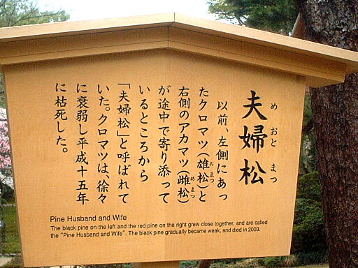 /sv-kenroku/gazo512/gazo040403/ken-meotomatsu8163.jpg