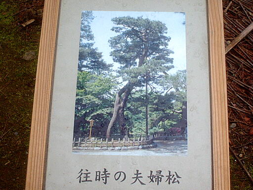 /sv-kenroku/gazo512/gazo040403/ken-meotomatsu8166.jpg