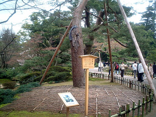 /sv-kenroku/gazo512/gazo040403/ken-meotomatsu8168.jpg