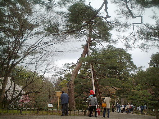 /sv-kenroku/gazo512/gazo040403/ken-meotomatsu8169.jpg