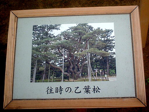 /sv-kenroku/gazo512/gazo040403/ken-otohamatsu8157.jpg