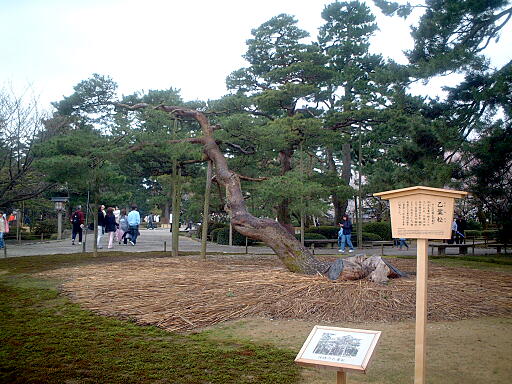 /sv-kenroku/gazo512/gazo040403/ken-otohamatsu8158.jpg