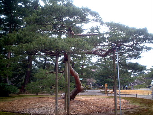 /sv-kenroku/gazo512/gazo040403/ken-otohamatsu8162.jpg