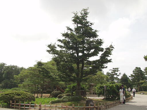 /sv-kenroku/gazo512/gazo040703/ken-himekomatsu7030378.jpg