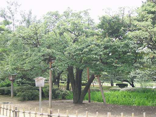 /sv-kenroku/gazo512/gazo040703/ken-kikuzakura7030325.jpg