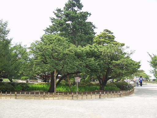 /sv-kenroku/gazo512/gazo040703/ken-kikuzakura7030390.jpg