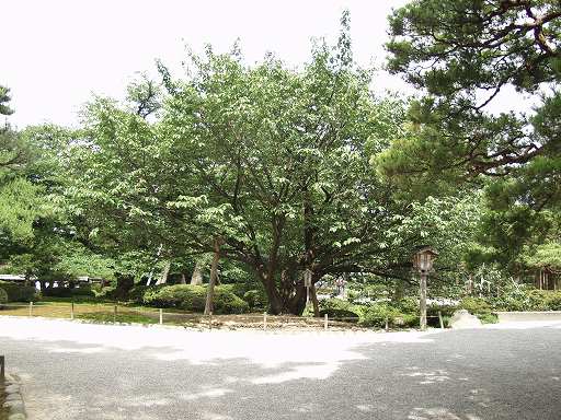 /sv-kenroku/gazo512/gazo040703/ken-kumagaizakura7030384.jpg