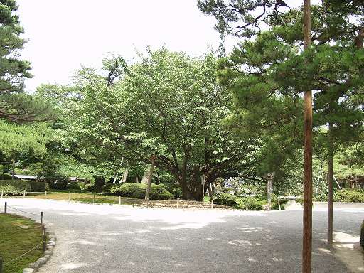 /sv-kenroku/gazo512/gazo040703/ken-kumagaizakura7030385.jpg